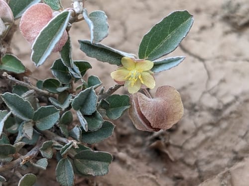 Melhania ovata