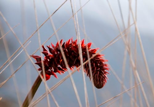 Melianthus major