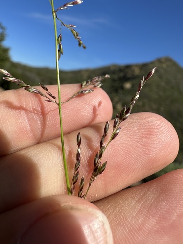 Melica imperfecta