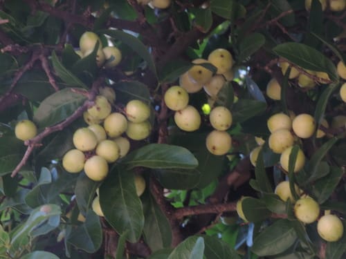 Melicoccus lepidopetala