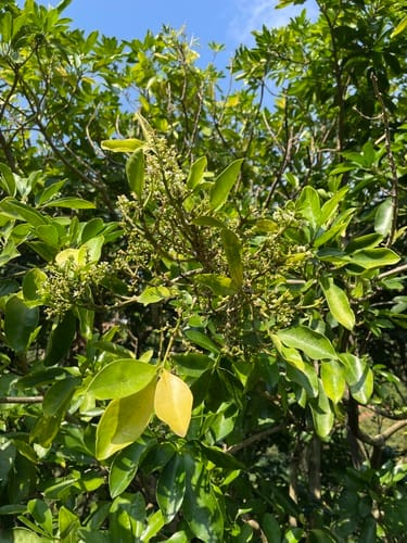 Melicope triphylla