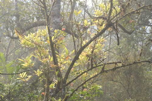 Meliosma simplicifolia
