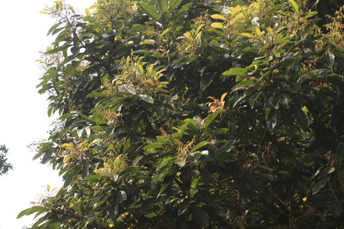 Meliosma simplicifolia