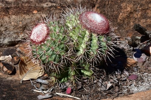 Melocactus bahiensis