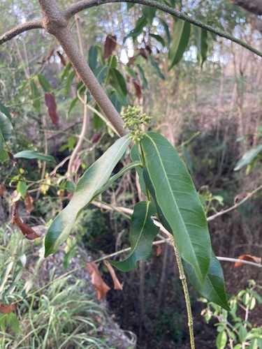 Melodinus scandens