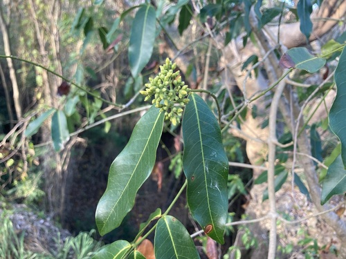 Melodinus scandens