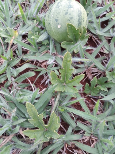 Melothria campestris