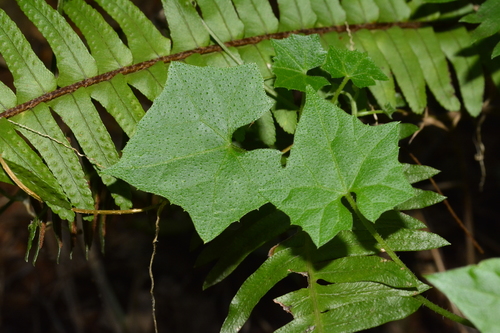 Melothria cucumis