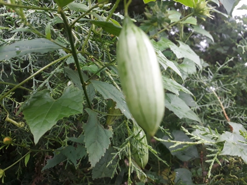 Melothria cucumis