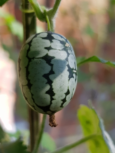 Melothria scabra