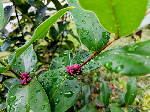 Memecylon caeruleum