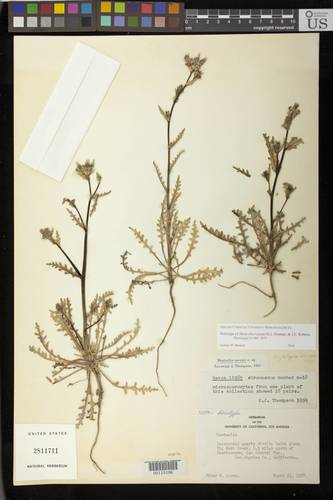 Mentzelia gracilenta