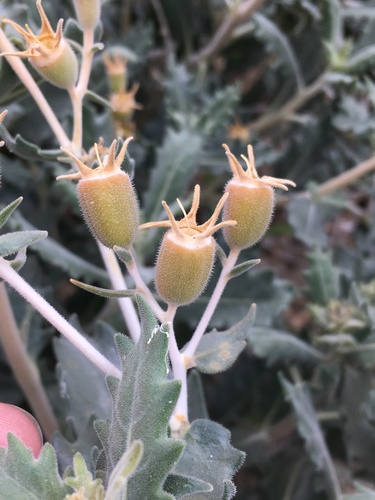 Mentzelia puberula