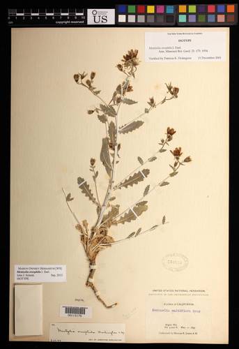 Mentzelia puberula