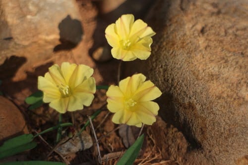 Merremia hirta