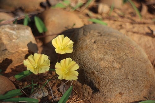 Merremia hirta