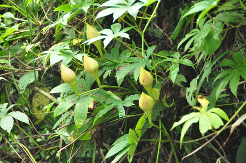 Merremia tuberosa