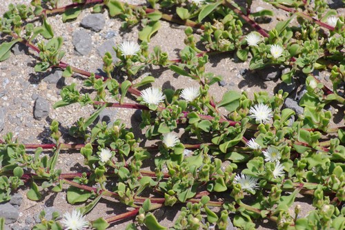 Mesembryanthemum aitonis