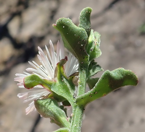 Mesembryanthemum aitonis