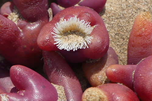 Mesembryanthemum cryptanthum