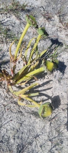 Mesembryanthemum pugioniforme