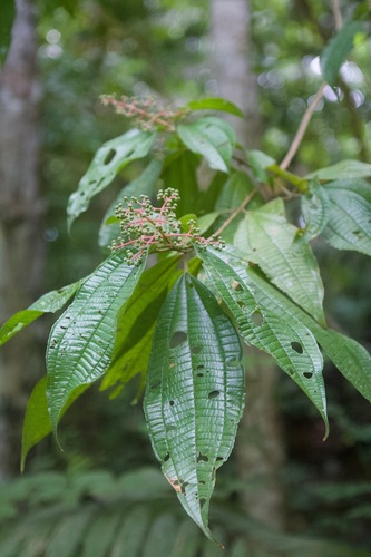 Miconia affinis