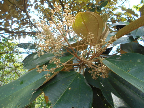 Miconia argentea
