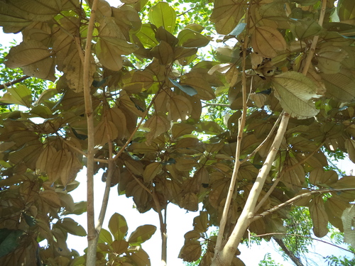 Miconia argentea