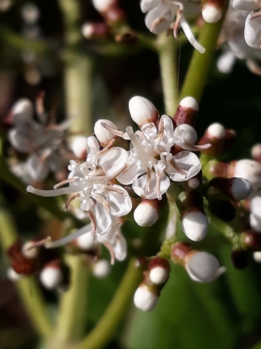 Miconia chamissois