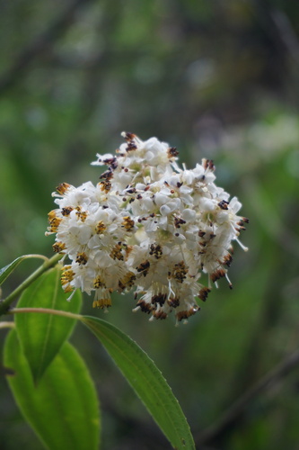 Miconia crocea