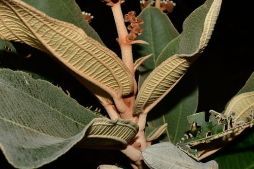 Miconia ferruginata