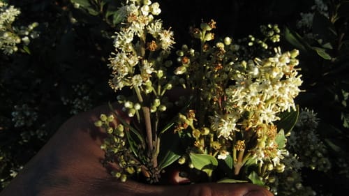 Miconia ligustrina