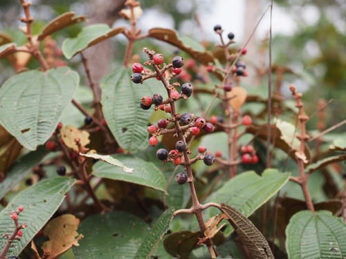 Miconia macrothyrsa