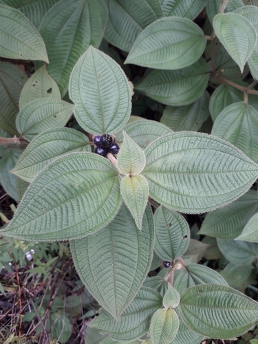 Miconia rubra