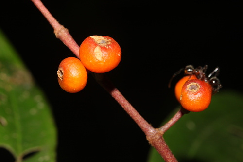 Miconia splendens