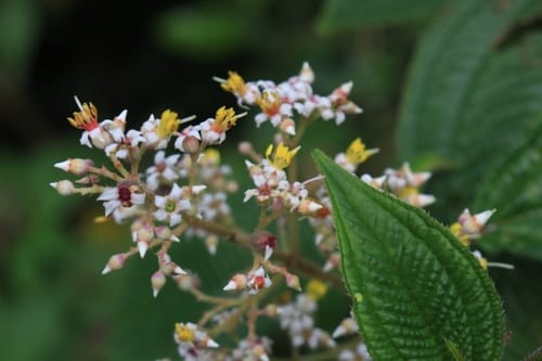 Miconia subseriata