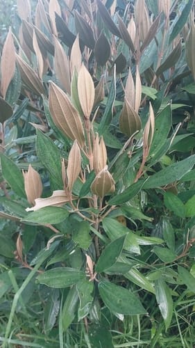 Miconia versicolor