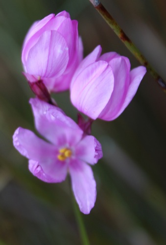 Micrandra minor