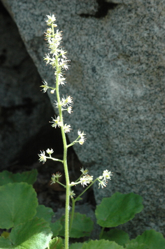 Micranthes spicata