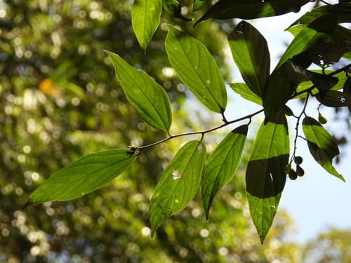 Microcos antidesmifolia