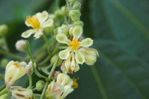 Microcos paniculata