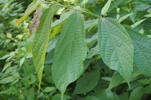Microcos paniculata