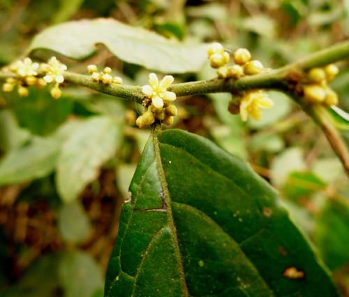 Microdesmis keayana