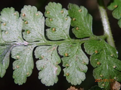 Microlepia speluncae