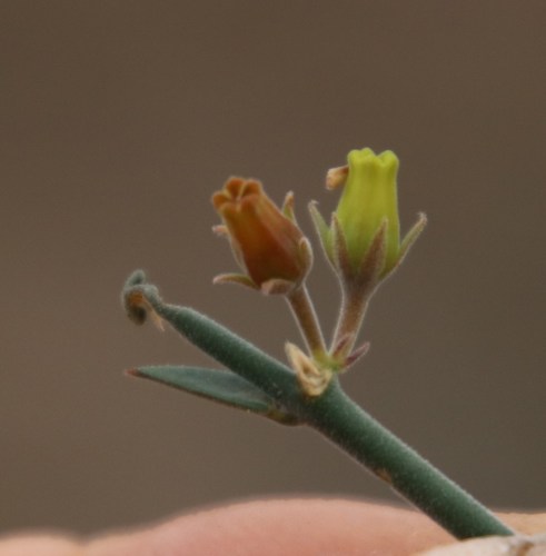 Microloma armatum
