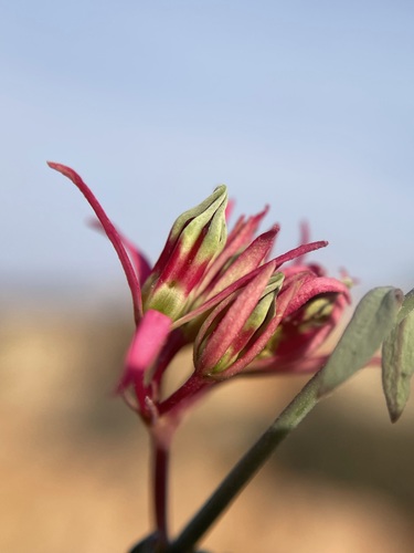 Microloma calycinum