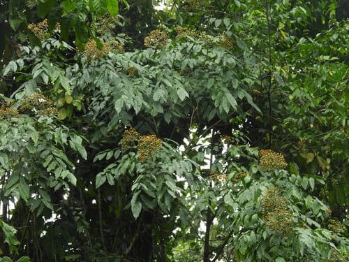 Micromelum integerrimum