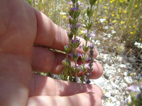 Micromeria graeca