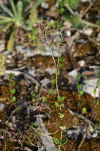 Micromeria microphylla