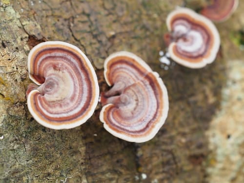 Microporus affinis